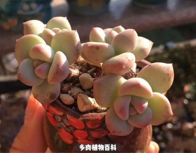多肉亦如此!