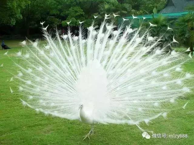 一吻定天地_凤凰资讯