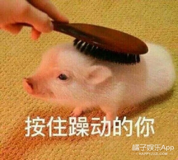 继吸猫吸狗之后又开始流行吸猪,这只中国网红猪竟然红到了国外