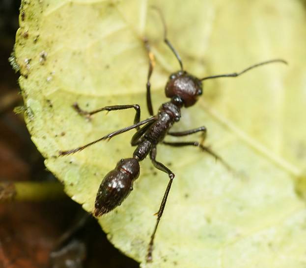 被各种虫子咬都是啥感觉?被叮了1000多次的小哥用诗告诉你