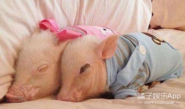 继吸猫吸狗之后又开始流行吸猪,这只中国网红猪竟然红到了国外