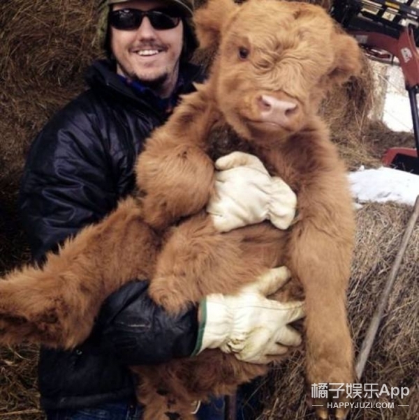 一群爱狗的母牛(狗的内心也许已经崩溃了)