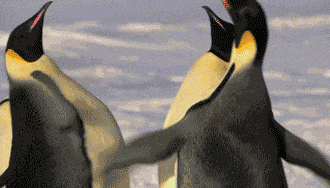 原来天鹅是偷情的 企鹅专情打小三? 动物世界里 也满满都是伤害