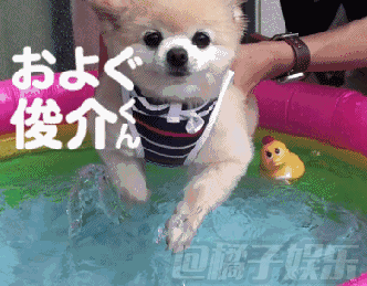 小狗游泳表情包图片