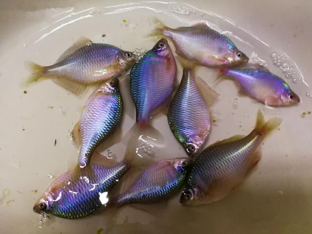 这种鳑鲏鱼在南北方的农村河水里都是很常见的,有些地方也叫苦扁屎.