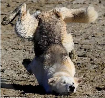 代替主人去接小朋友放学了"特别声明:以上作品内容(包括在内的视频,图