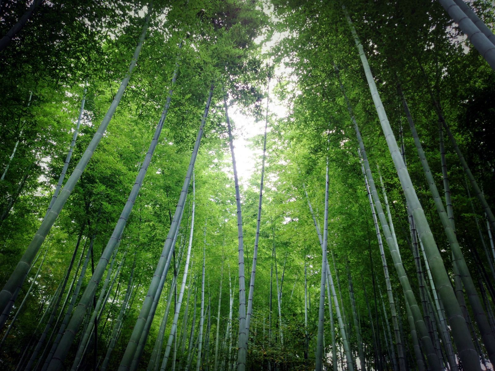 木坑竹海漫山的竹林,郁郁葱葱,非常地安静,让人心旷神怡.