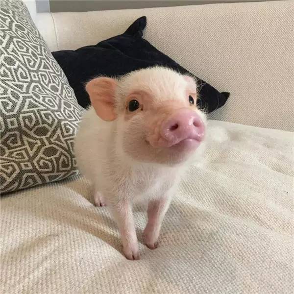 你能想到猪还能萌成这样?