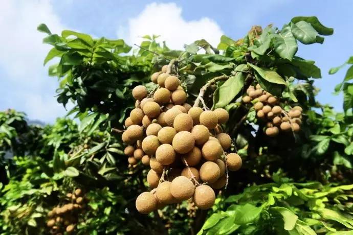 宜宾周边这5个地方可以摘桂圆,约起