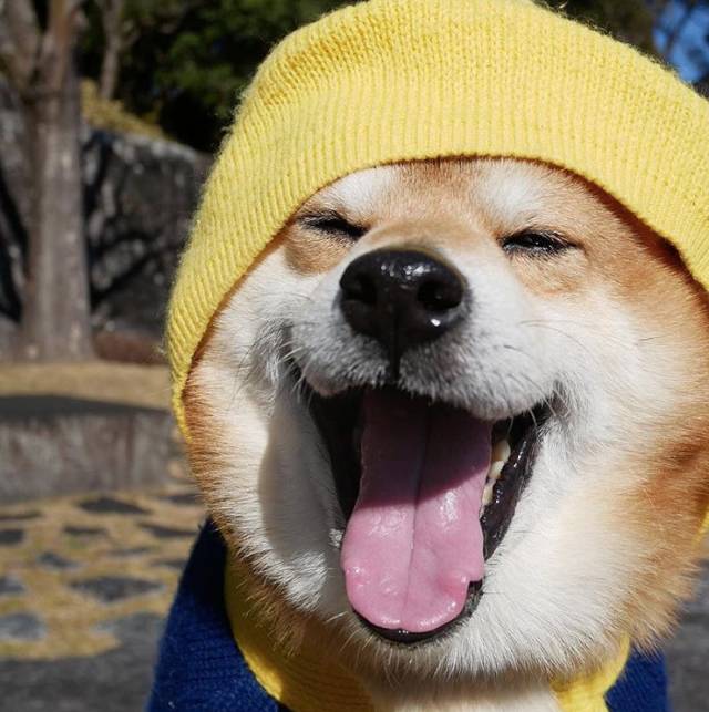 好好的一个美男狗居然一歪头就变成褶子肉老干部扎心了老铁