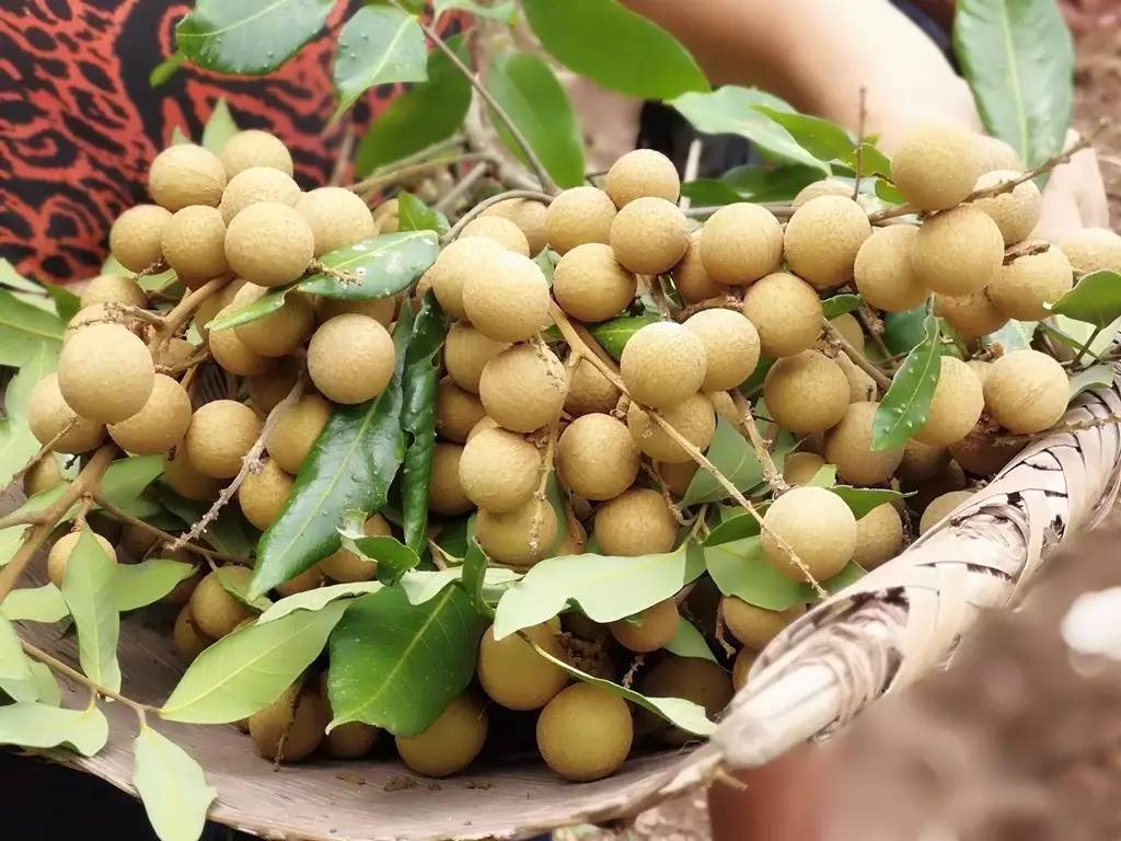 桂圆熟啦!宜宾周边这5个地方可以摘桂圆,约起