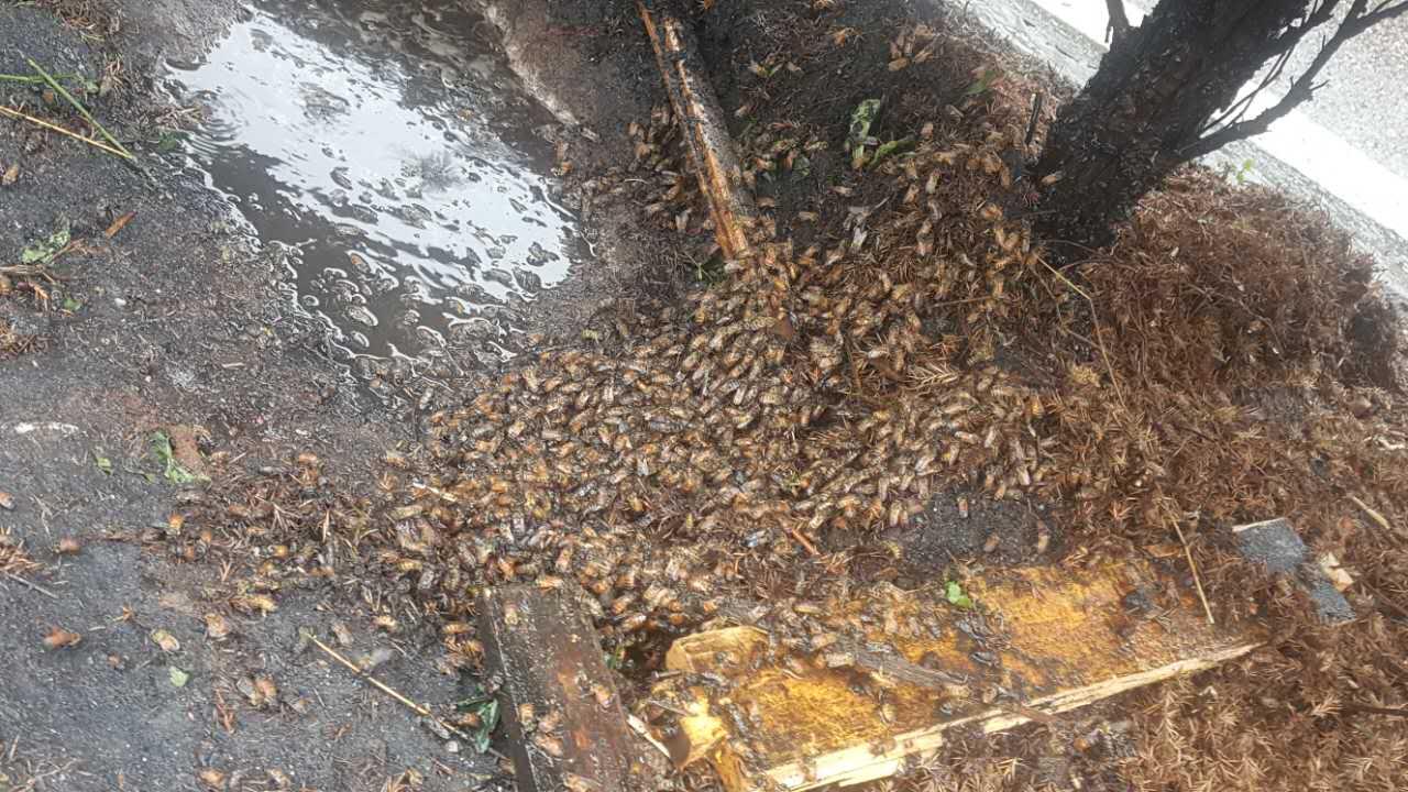 满载160箱蜜蜂货车高速路发生侧翻 千万只蜜蜂受惊蛰伤救援人员