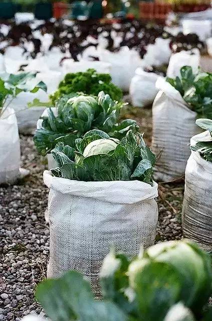 現在人們都在家種菜園了,居然比花園還美