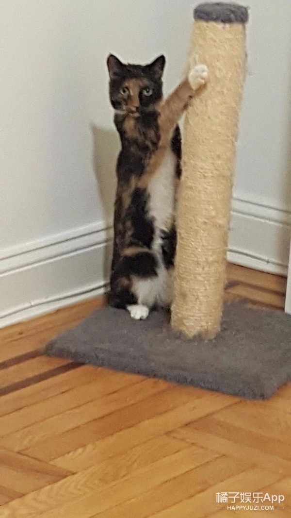遇到一只喜欢站着的猫,也就只能接受事实了_凤凰资讯