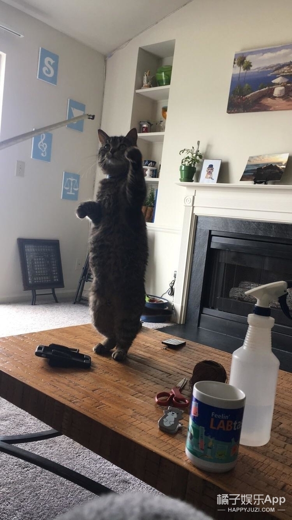 遇到一只喜欢站着的猫,也就只能接受事实了_凤凰资讯