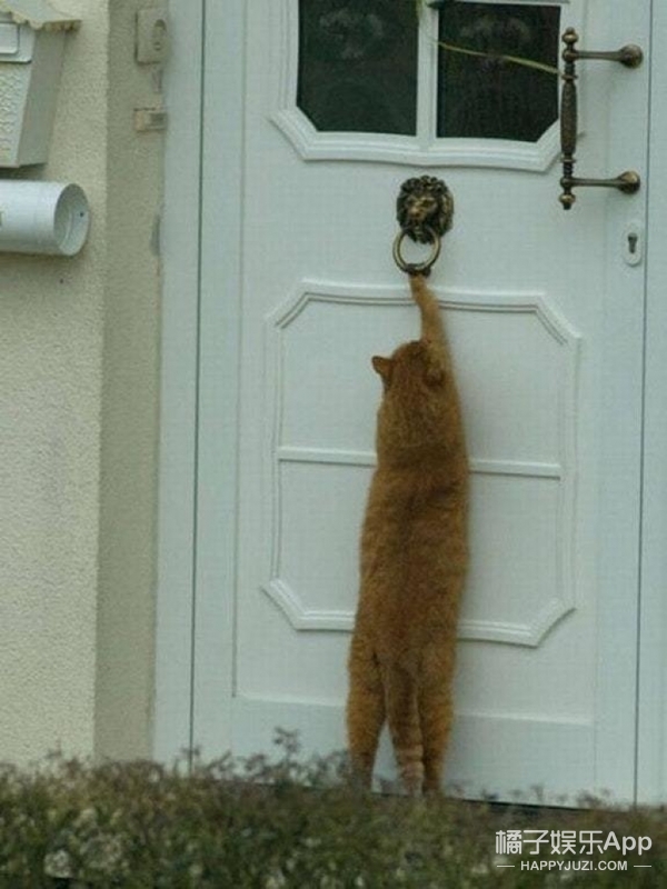 遇到一只喜欢站着的猫,也就只能接受事实了_凤凰资讯