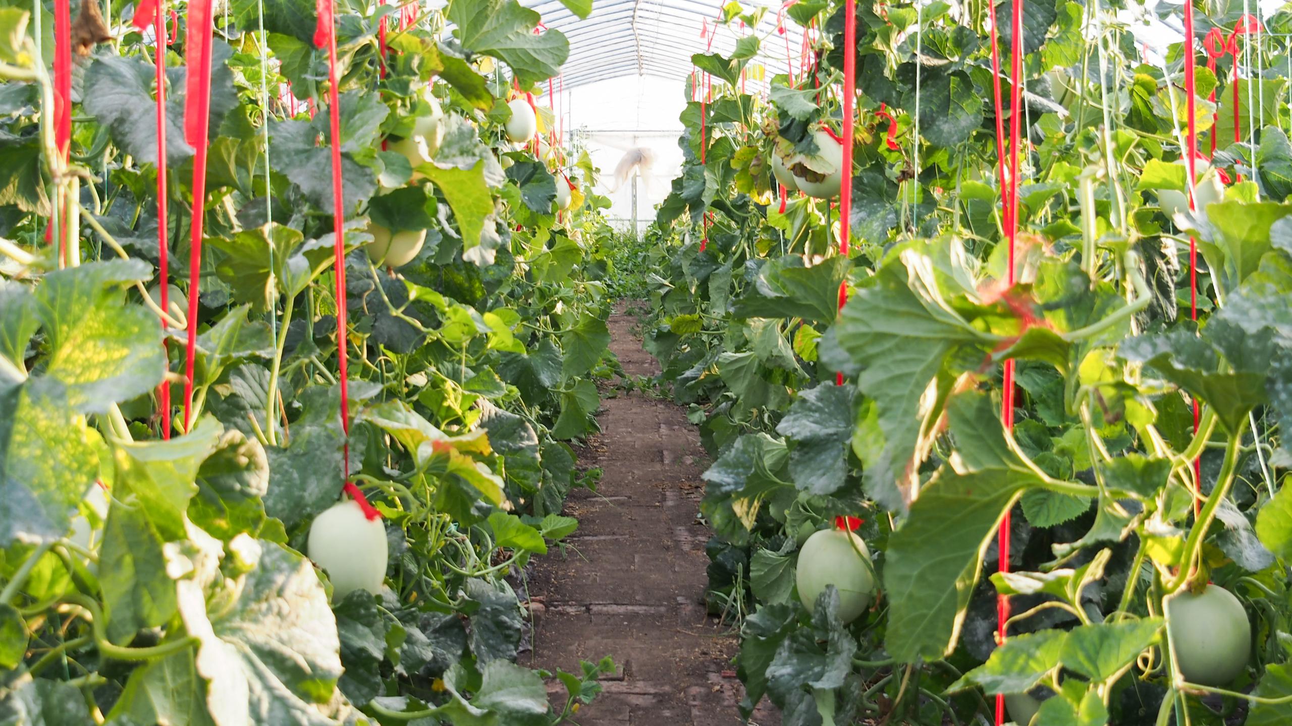 还未见到香瓜,大棚内扑面而来的就是香瓜特有的香甜气息,同样的哈密瓜