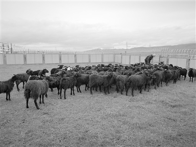 青海独有的黑藏羊