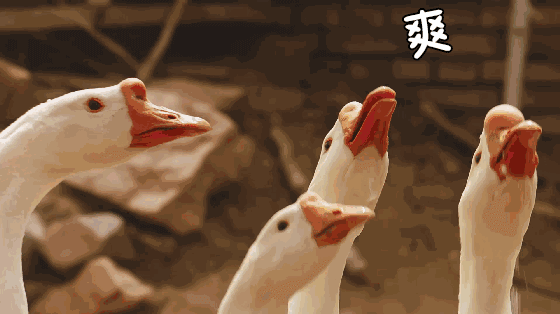 土狗大鹅和小羊,他们笑起来啥样