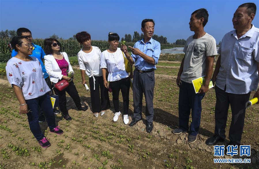 正文1/3 9月7日,故城縣建國鎮藏莊村蔬菜種植能手(右三)在教授學員