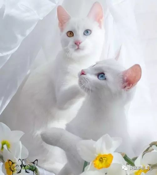 一眼阳光一眼海洋…这对超美超仙的白猫双胞胎,请收下我的小心心!