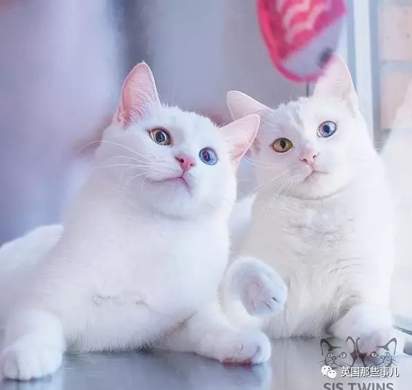 全世界最美的双胞胎猫 这对双胞胎喵可能是全世界最美的宠物 iriss和