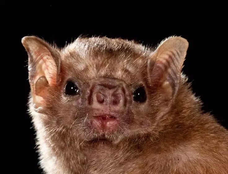 吸血蝙蝠:人类现已加入豪华午餐!(美味无穷哟