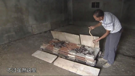 视频:有着文雅名字的子思桥村却是个被毒蛇占