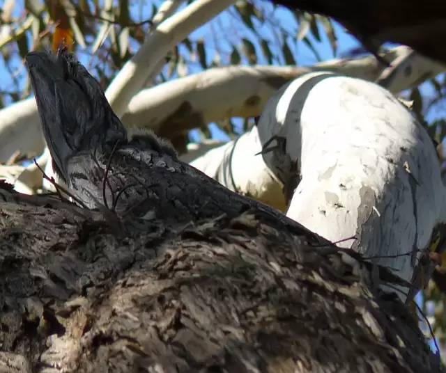 据说这张照片里有一只茶色蟆口鸱.