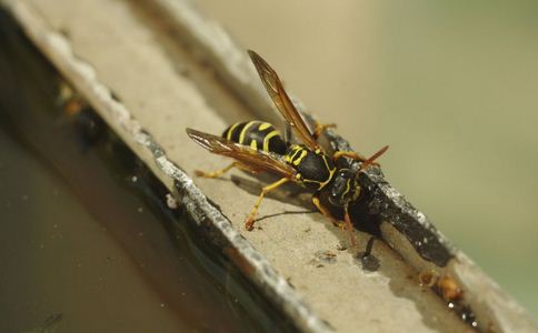 男子遭群攻不治身亡 被蜜蜂蛰咬怎么办_凤凰网健康_凤凰网