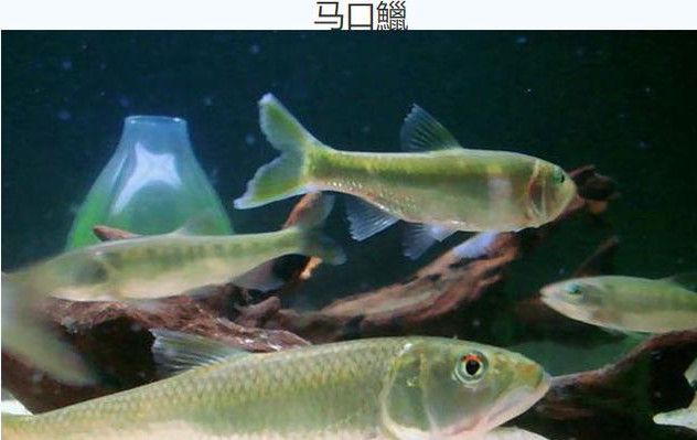 秋季钓鱼分辨:溪哥和马口鱼,是否有区别!_凤凰网体育_凤凰网