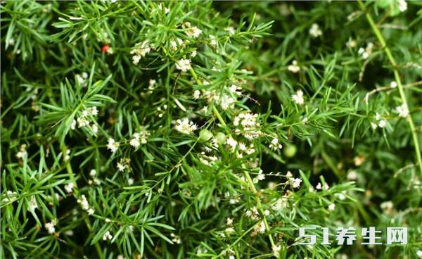 被中国药典收录的草药"天冬",主治阴虚发热,肺痈,消渴等病症