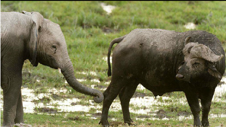 6000斤大象和500斤水牛大战,重量级生物的激烈搏杀!