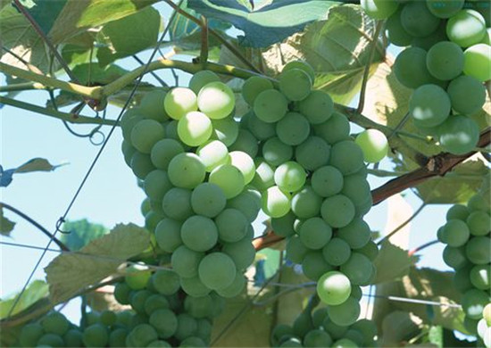 白葡萄枸杞天池特曲黑蜂蜜沙枣亚心网编辑章雅芳综合整理资料来源于