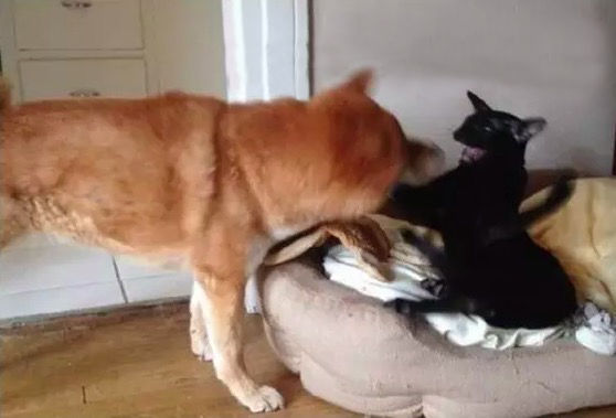 猫的英文是dog A183A85E6B7E69A0D51DF5F5377E1BA36F987B84_size29_w558_h379.jpeg