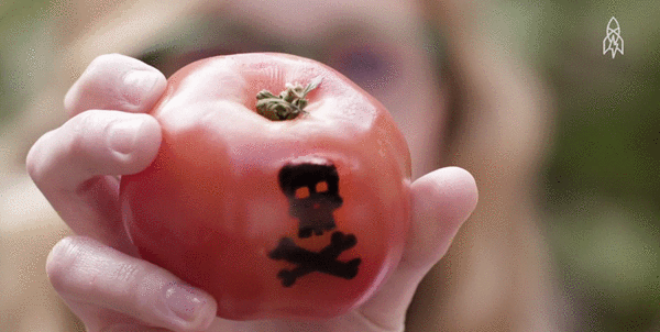 它们是美洲的原住民.但同时有传音,欧洲人认为番茄是有毒的!