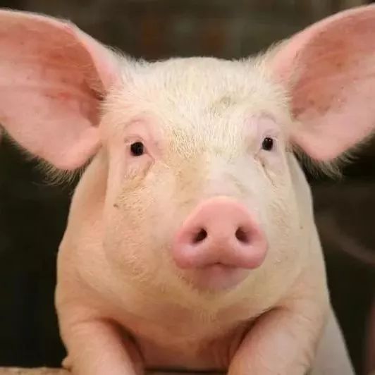 中国科学家培育出基因编辑瘦肉猪_凤凰网健康_凤凰网