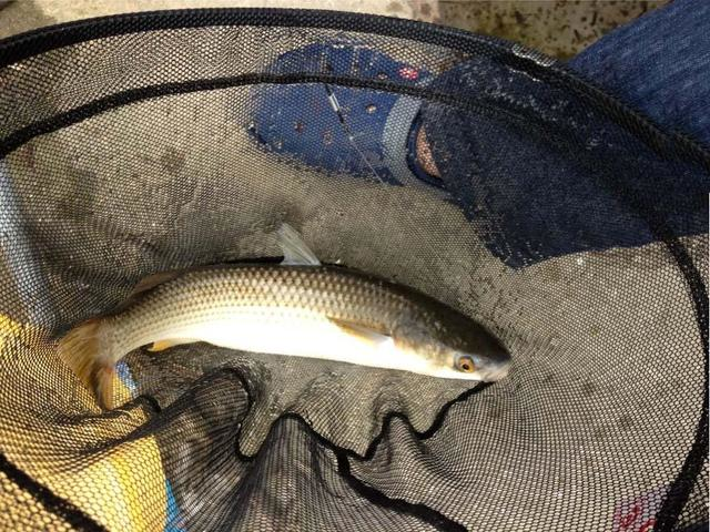一方水土养一方鱼:只生活在盐碱水域,味道比淡水鱼还鲜美__凤凰网