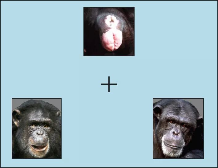 黑猩猩不仅认识朋友的脸也认识朋友的屁股