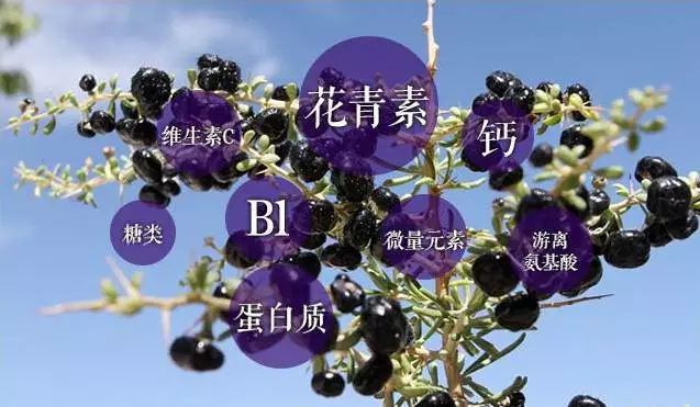 别小看这种黑果子!每天泡水喝!半个月后奇迹发生了!__凤凰网