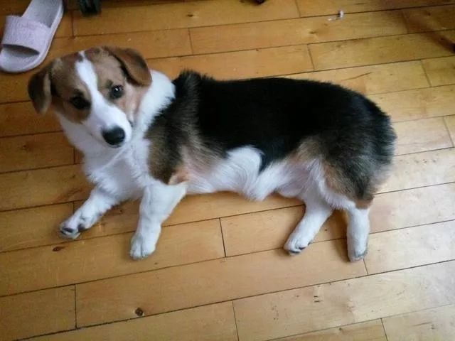 大半年的柯基还没立耳怕是养了一只假柯基哦