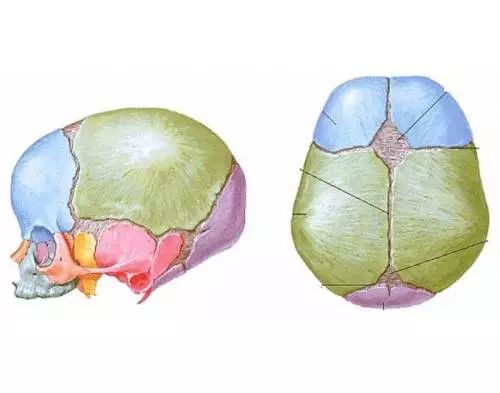 深奧!嬰兒囟門位置圖詳解