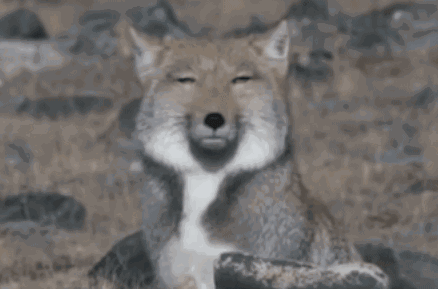 藏狐高清表情包图片