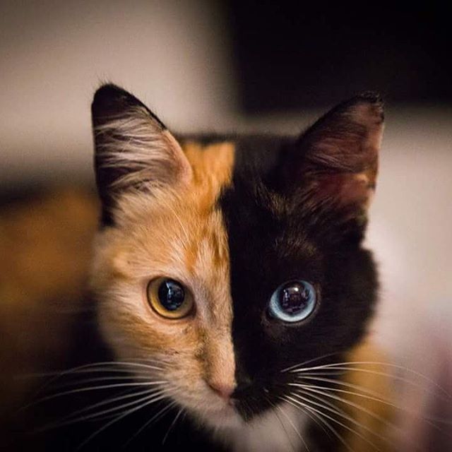 双猫合体,可以一毛两吸了,真 dei