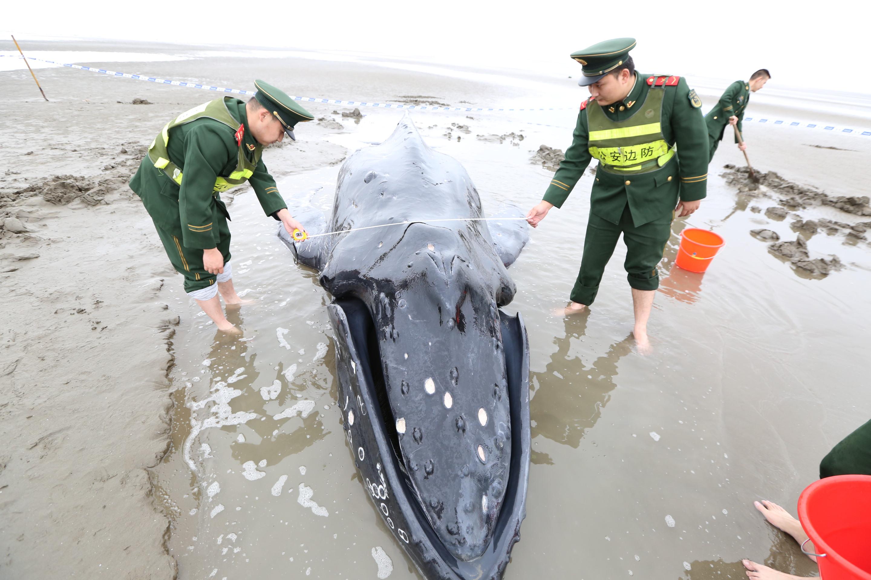 座头鲸三次搁浅 三次救助终成遗憾