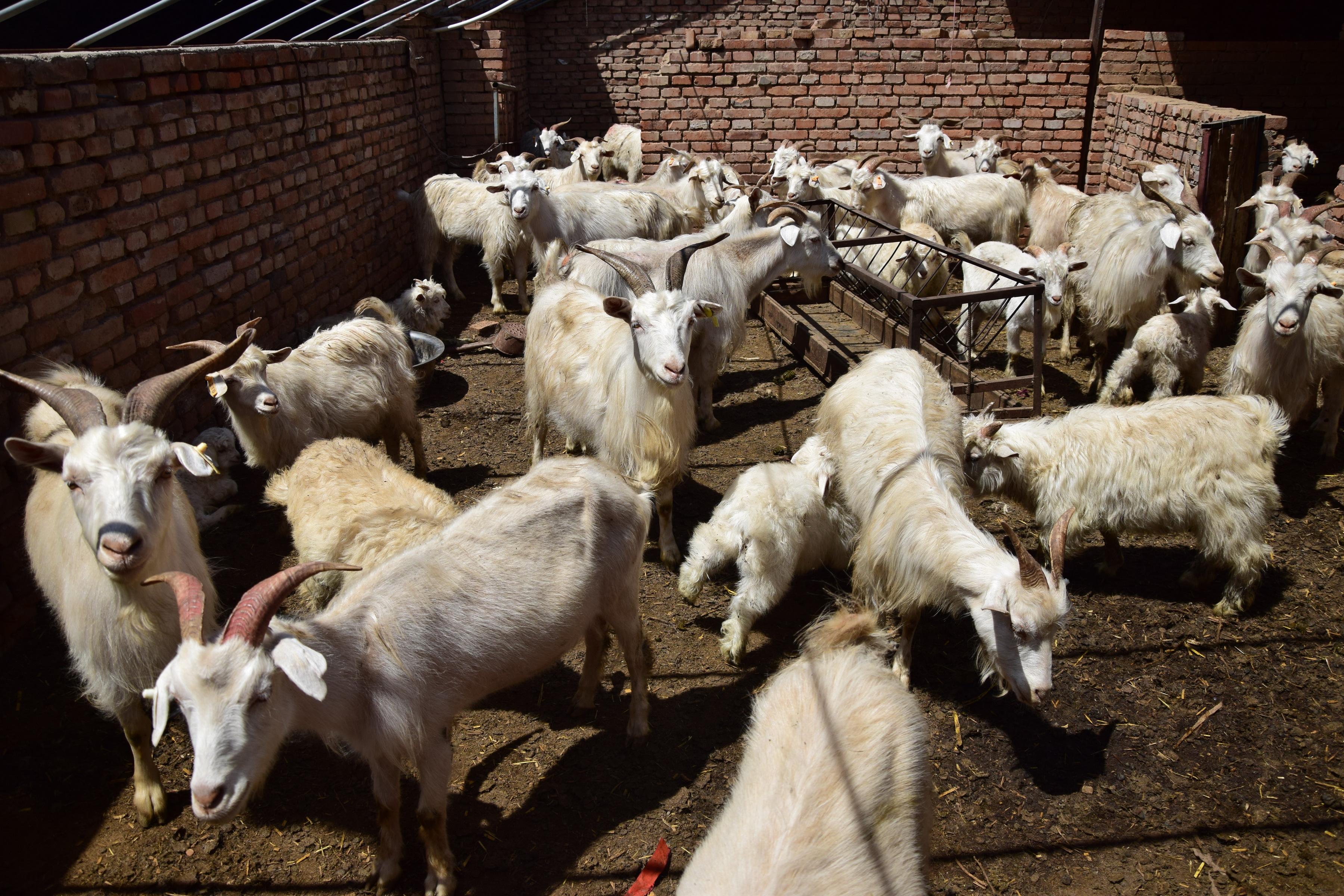 养羊啦养羊可以买保险不