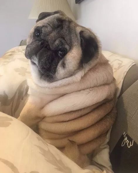 网友说他家巴哥特别胖,身上足足有十层游泳圈!__凤凰网