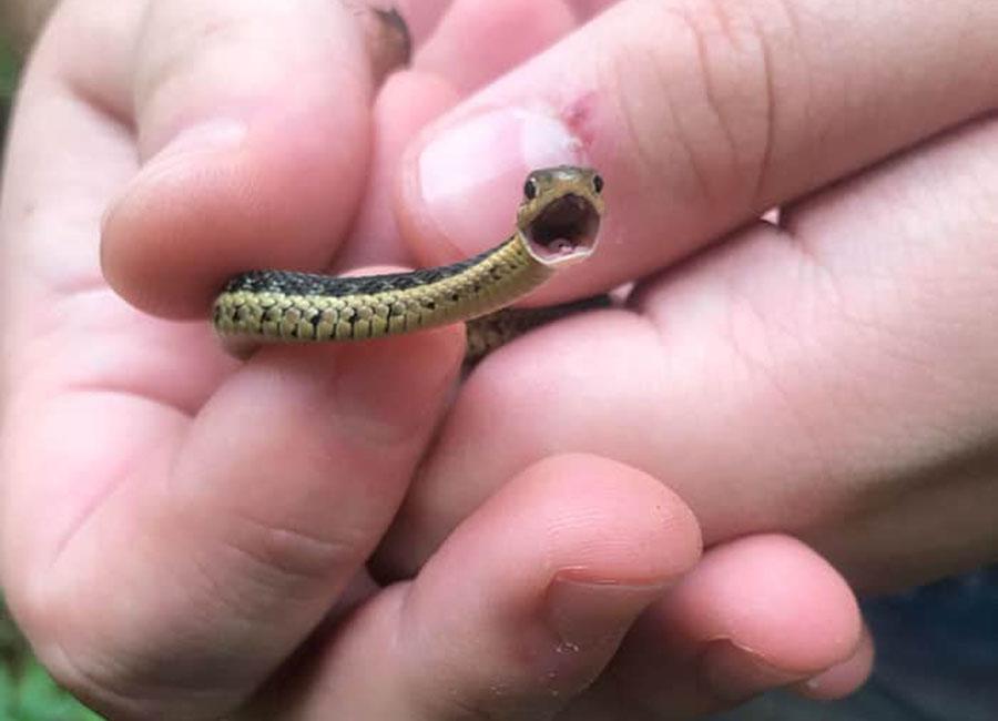 眼镜王蛇幼崽图片图片