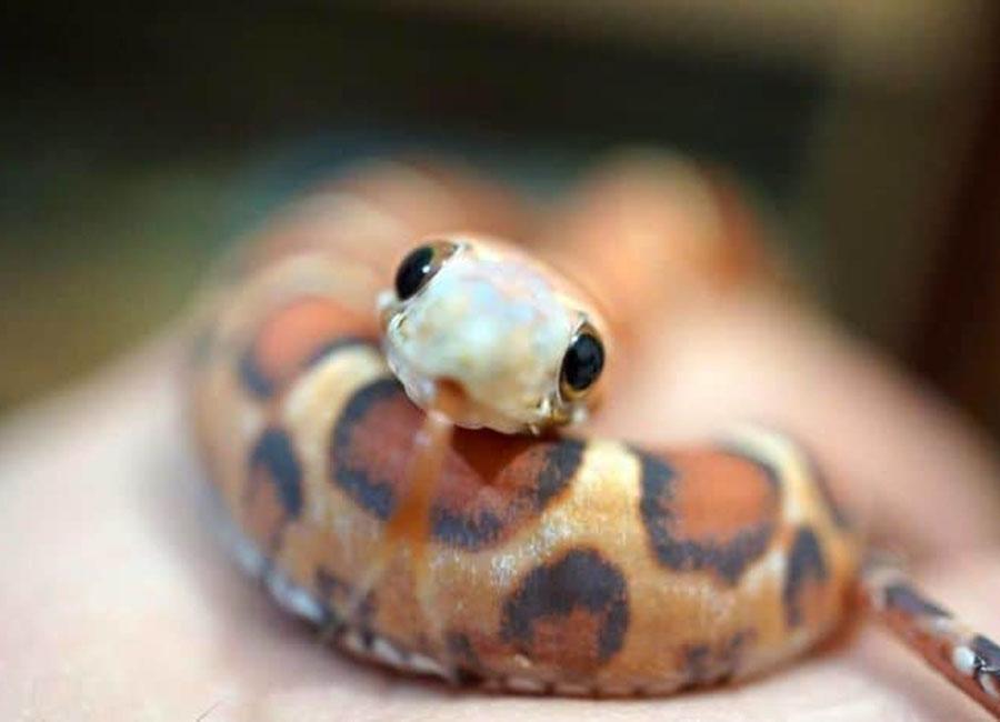 世界上最可爱的蛇宝宝图片