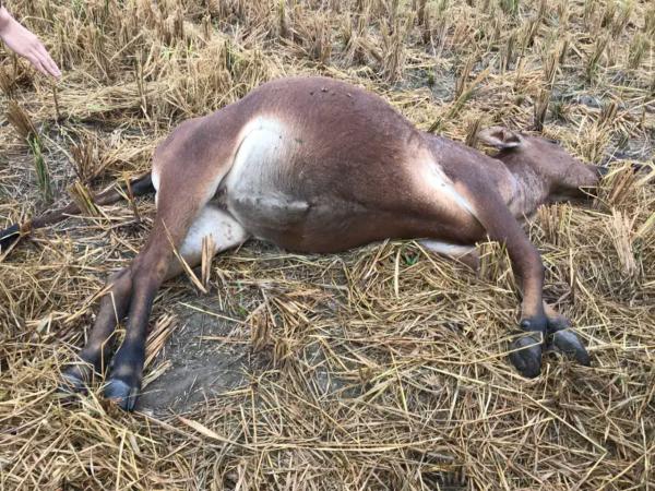 广东一村95头牛染病死30头